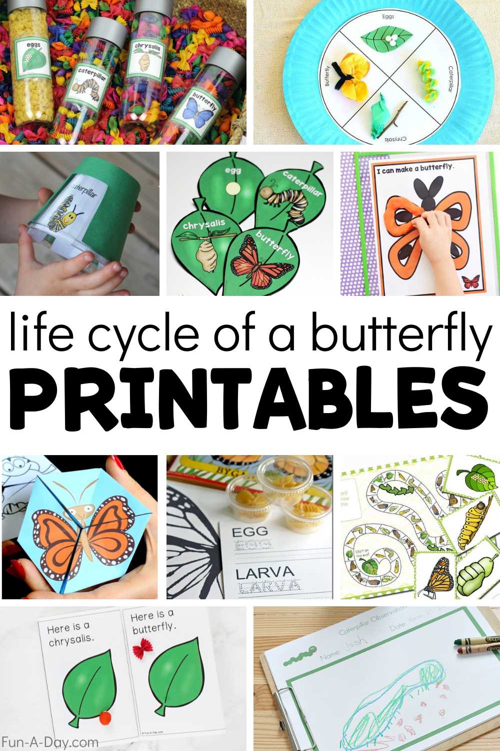 life cycle of a butterfly for kindergarten worksheet