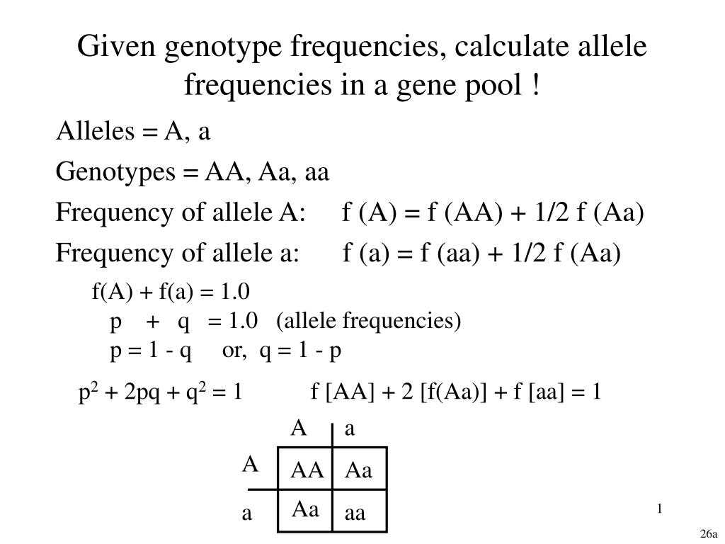 allele frequency worksheet