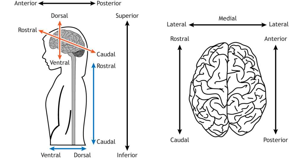 chapter 9 nervous system brain labeling worksheet chapter 9 nervous system brain labeling worksheet