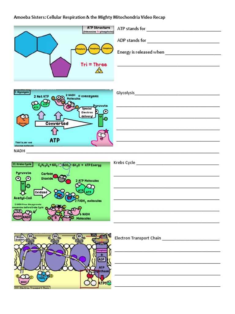 amoeba sisters photosynthesis worksheet