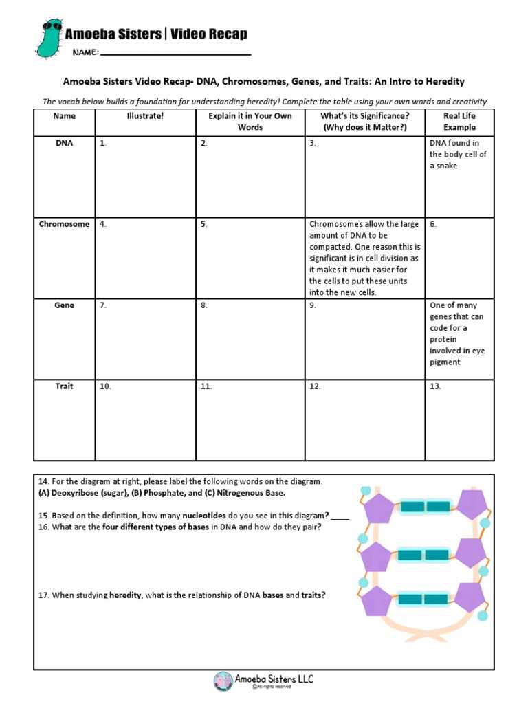 amoeba sisters video recap dna replication worksheet