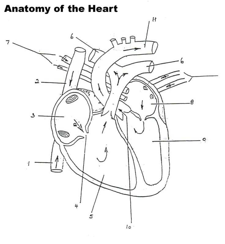 anatomy heart worksheet