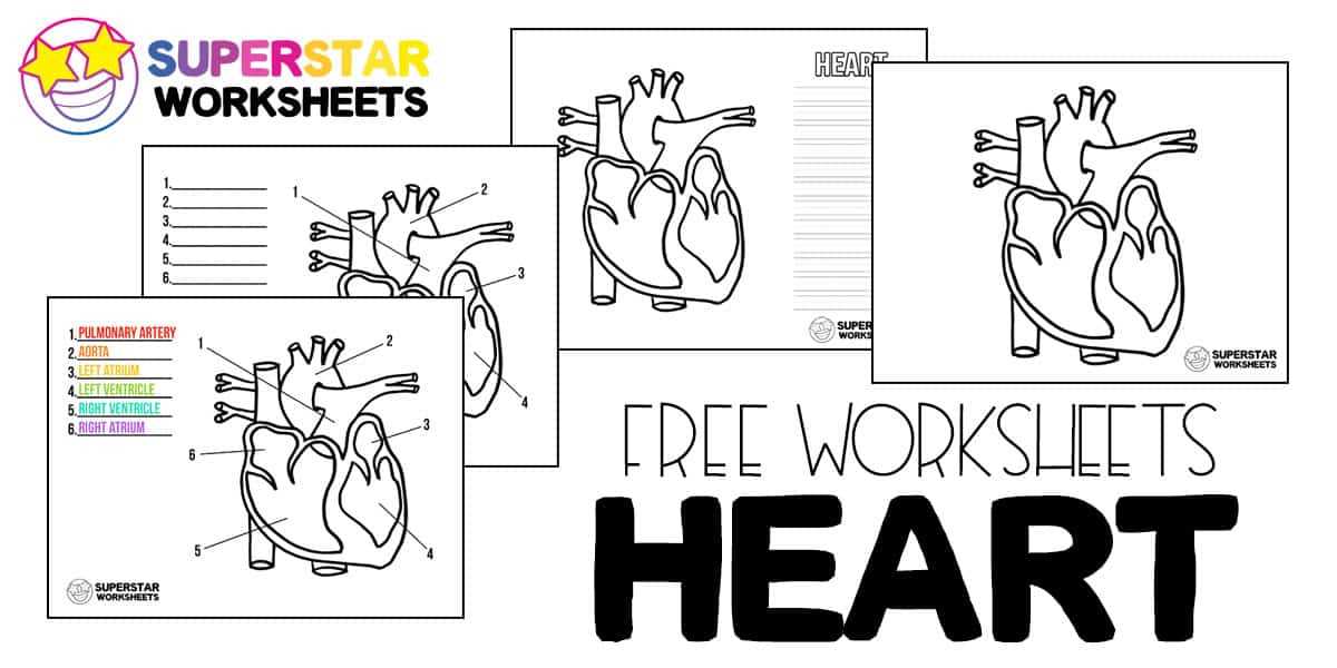anatomy heart worksheet