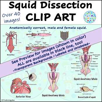 anatomy of a squid worksheet science from scratch