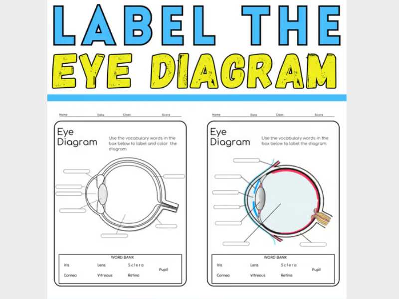 anatomy of the eye coloring worksheet