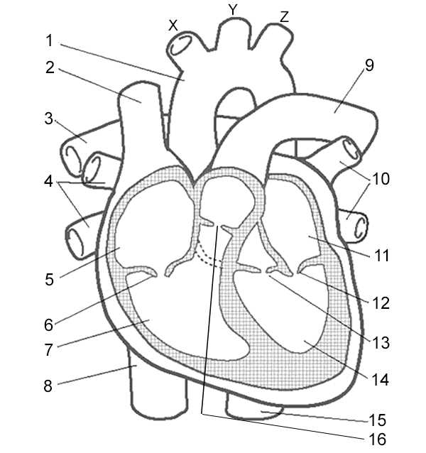anatomy of the heart worksheet