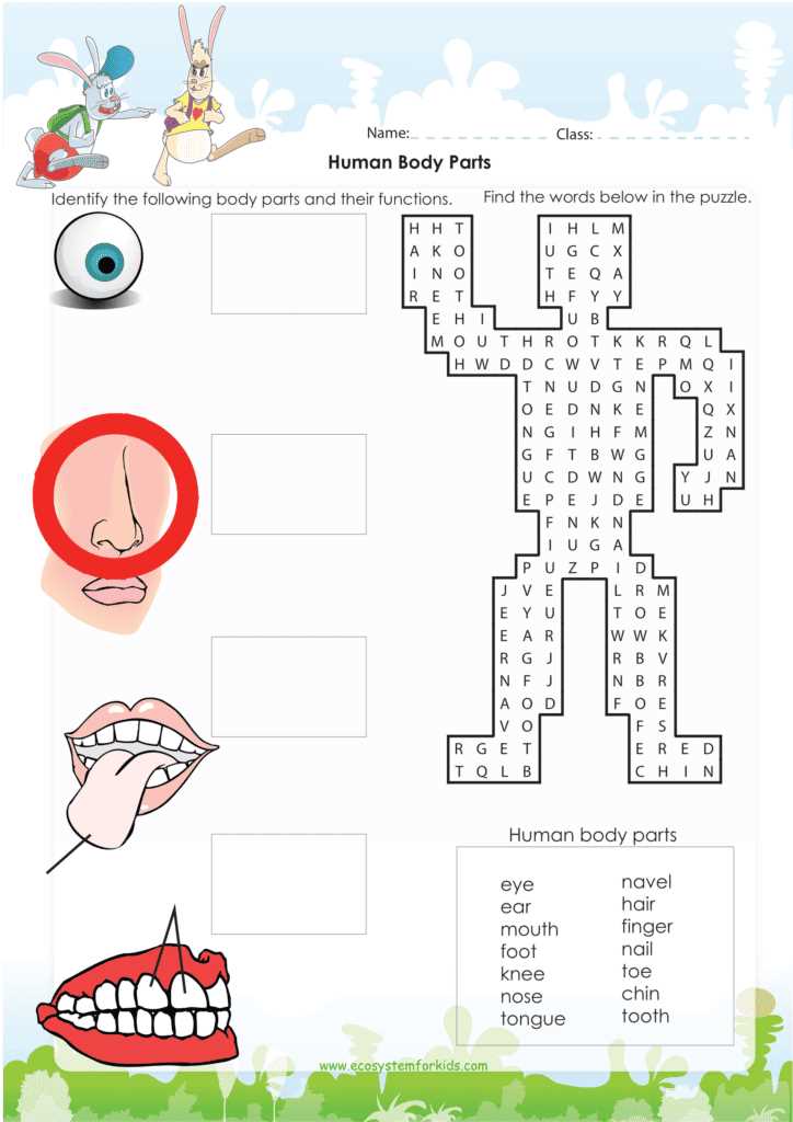 anatomy puzzle worksheets