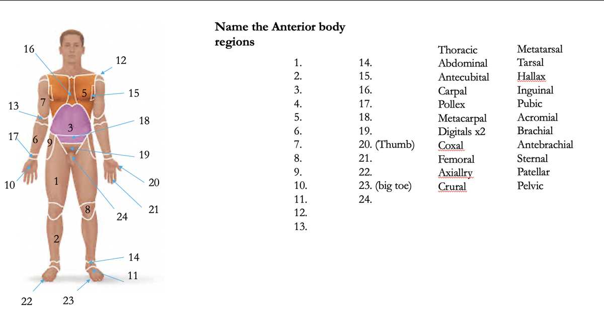 anatomy regional terms worksheet anatomy regional terms worksheet