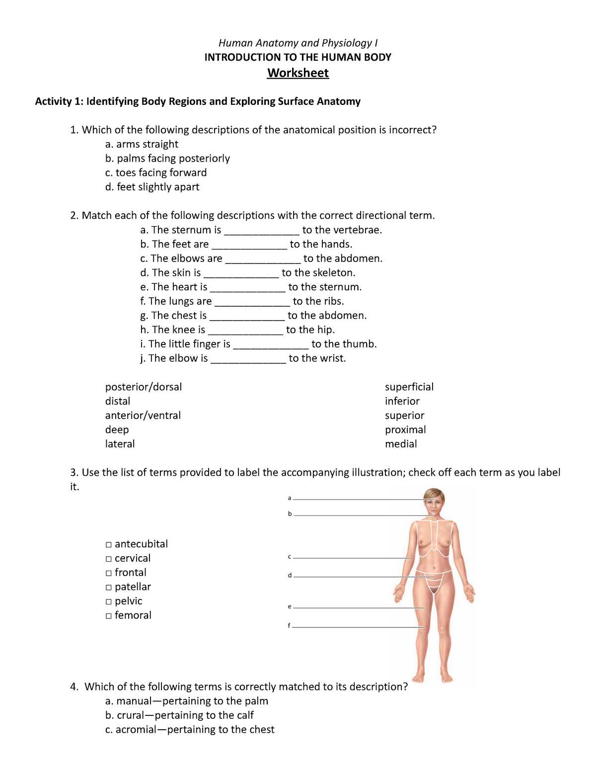 anatomy regional terms worksheet anatomy regional terms worksheet