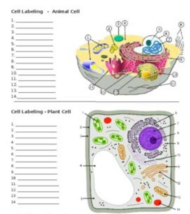 animal and plant cells worksheet key