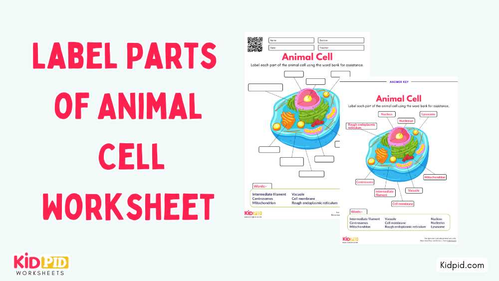 animal cell worksheet elementary