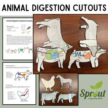 animal digestion systems worksheet