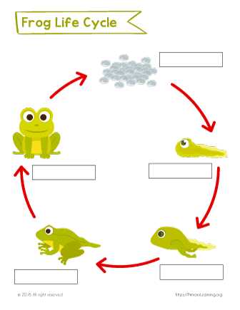 animal life cycle worksheets