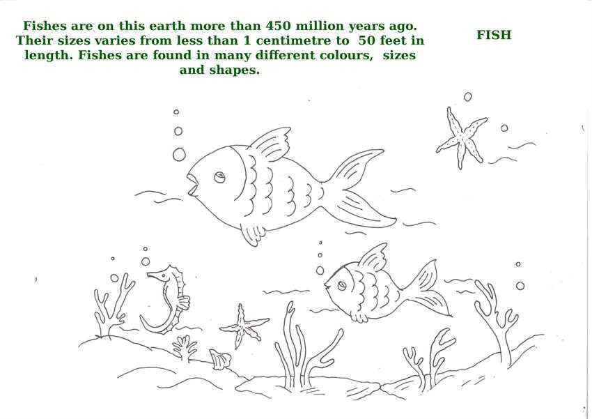 animals and colours worksheet