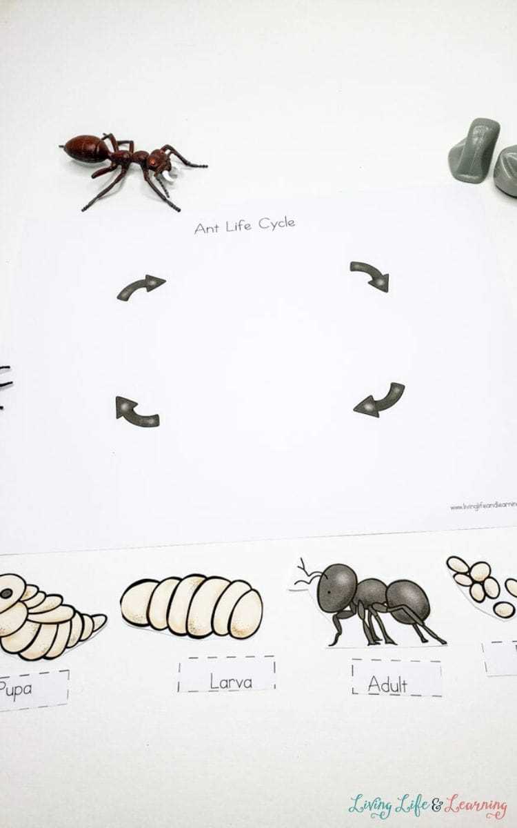 ants cbt worksheet ants cbt worksheet