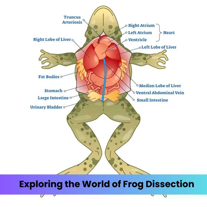 frog dissection lab worksheet
