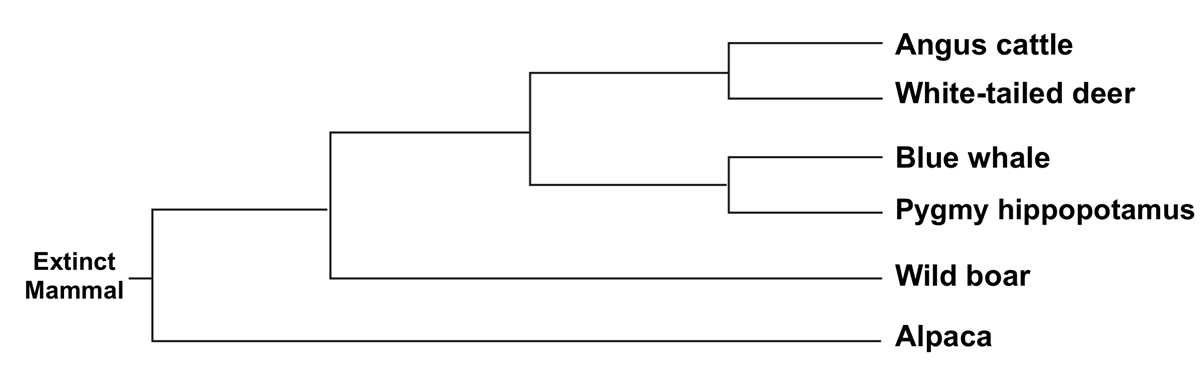 ap biology phylogenetic tree worksheet