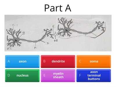 ap psychology neuron worksheet