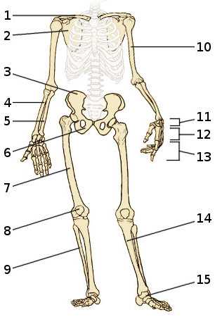 appendicular skeleton worksheet