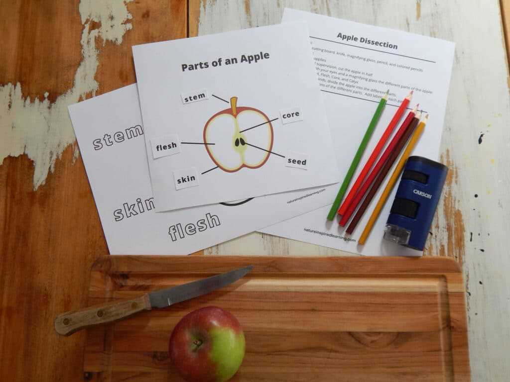 apple diagram worksheet