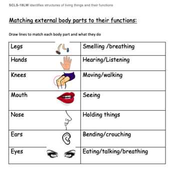 body parts and functions worksheet