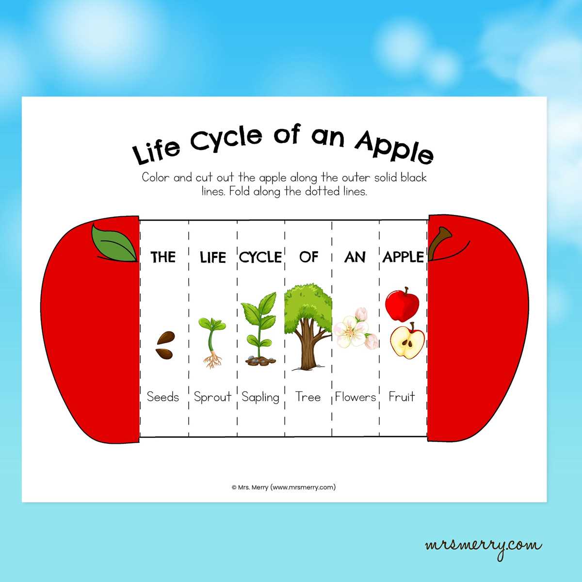 life cycle of an apple worksheet
