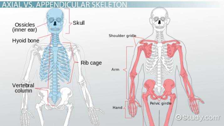 axial skeleton 80 total bones worksheet