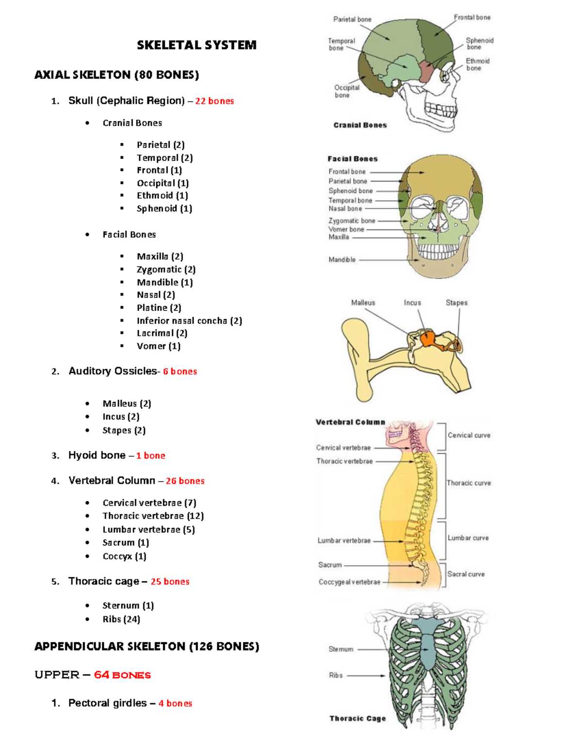 axial skeleton 80 total bones worksheet