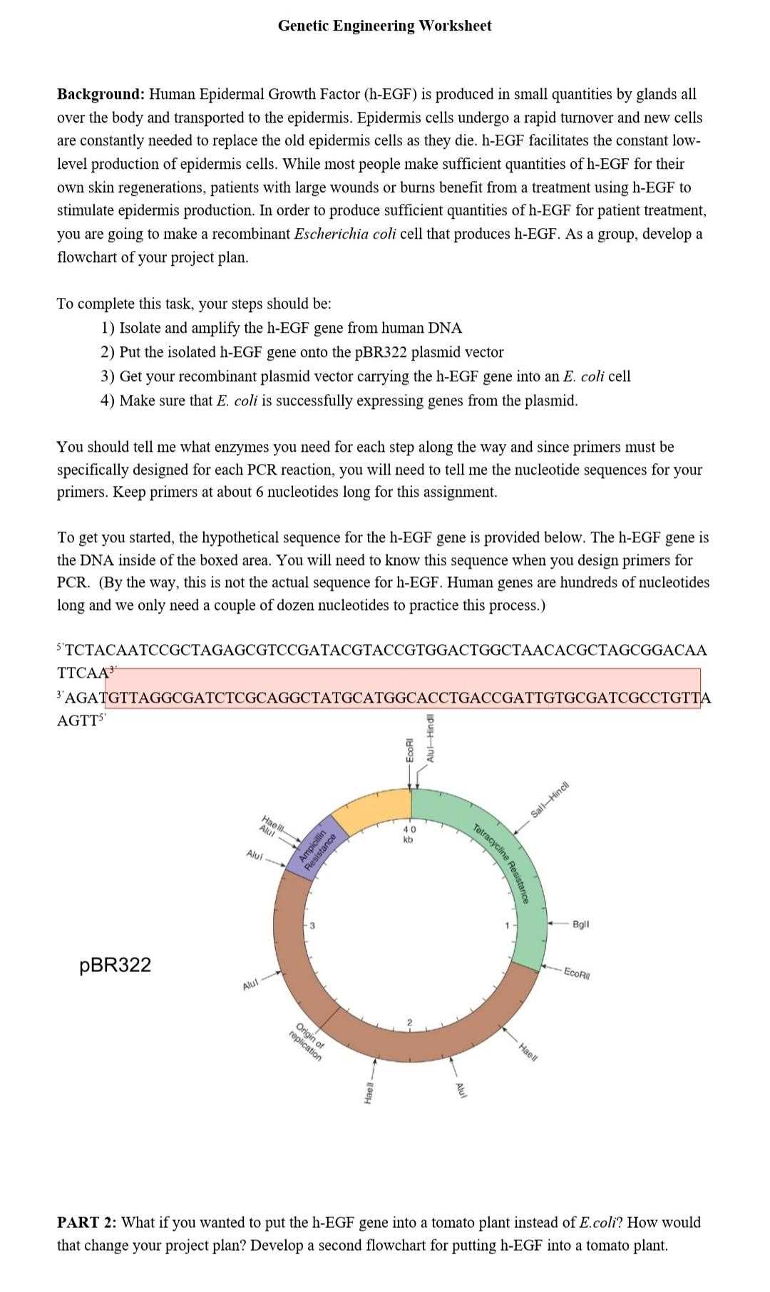 genetic engineering worksheet