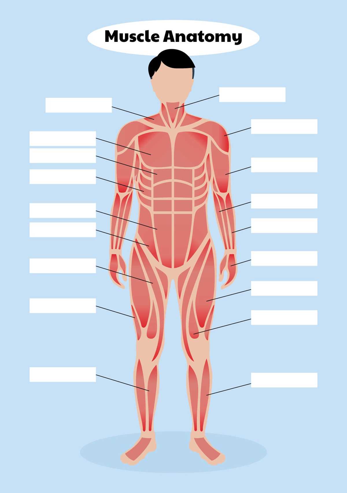 worksheet on muscles