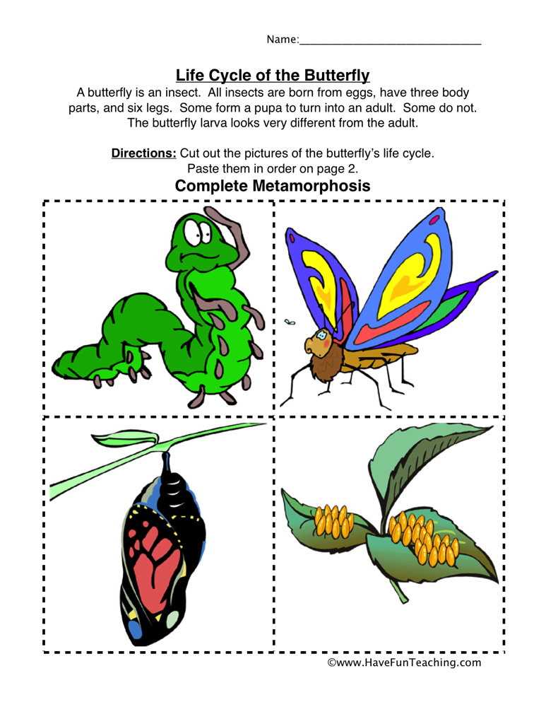 butterfly life cycle worksheet for kindergarten