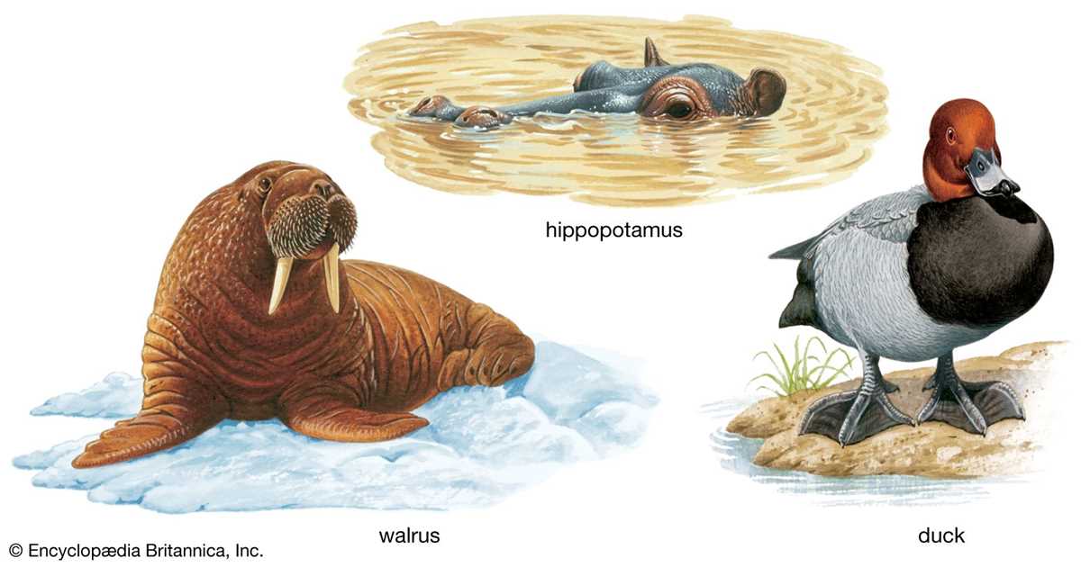 bill nye animal adaptations worksheet