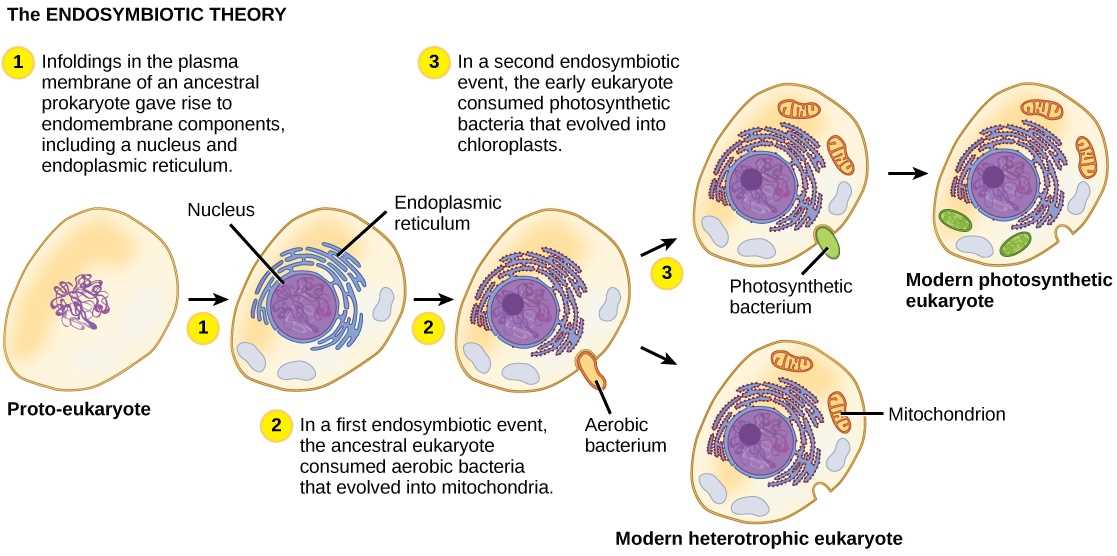 biochemical evidence of evolution worksheet