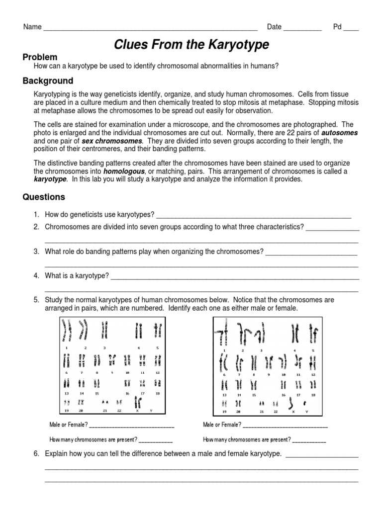 biological application karyotyping worksheet