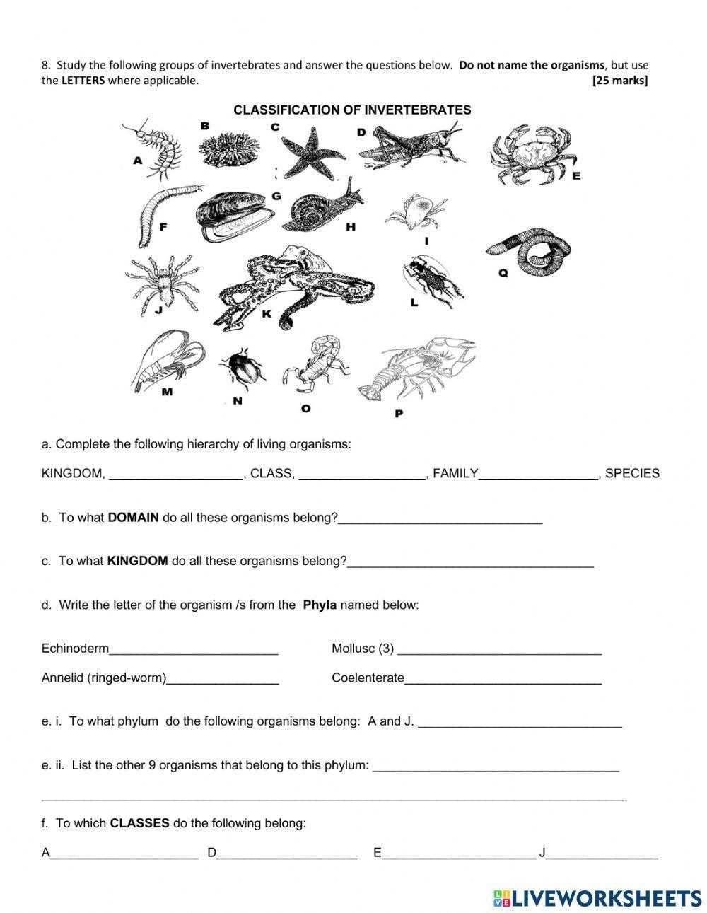 biological classification worksheet key
