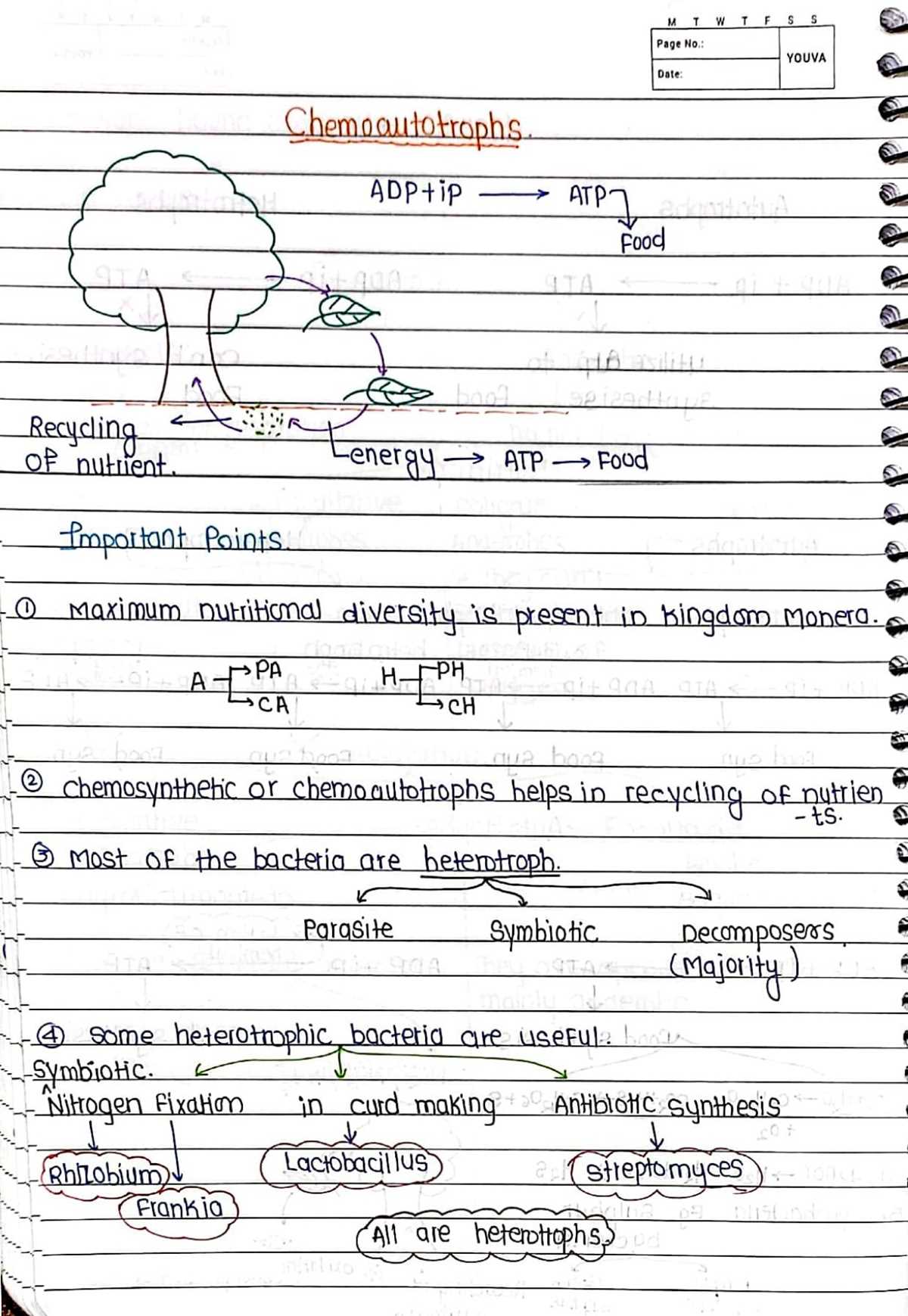 biological classification worksheet key
