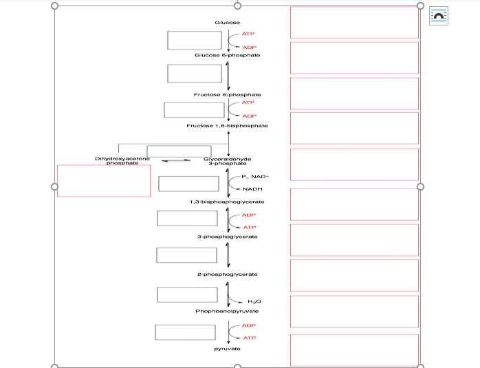 biology chapter 9 glycolysis worksheet