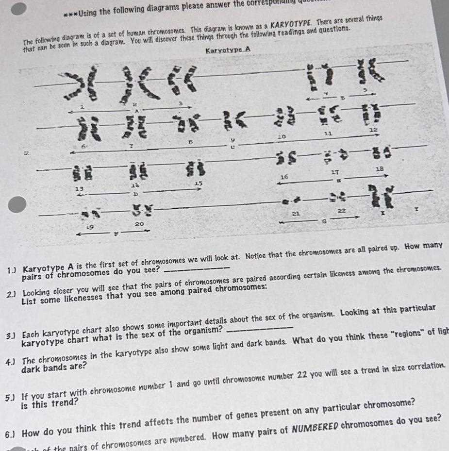 biology karyotype worksheet key