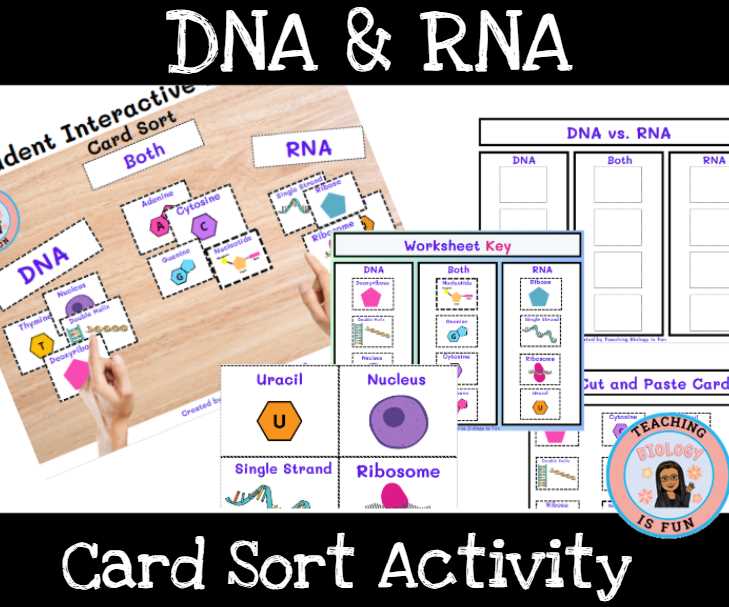 biology mr hoyle rna worksheet