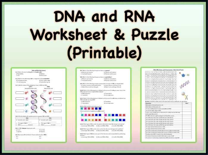biology mr hoyle rna worksheet