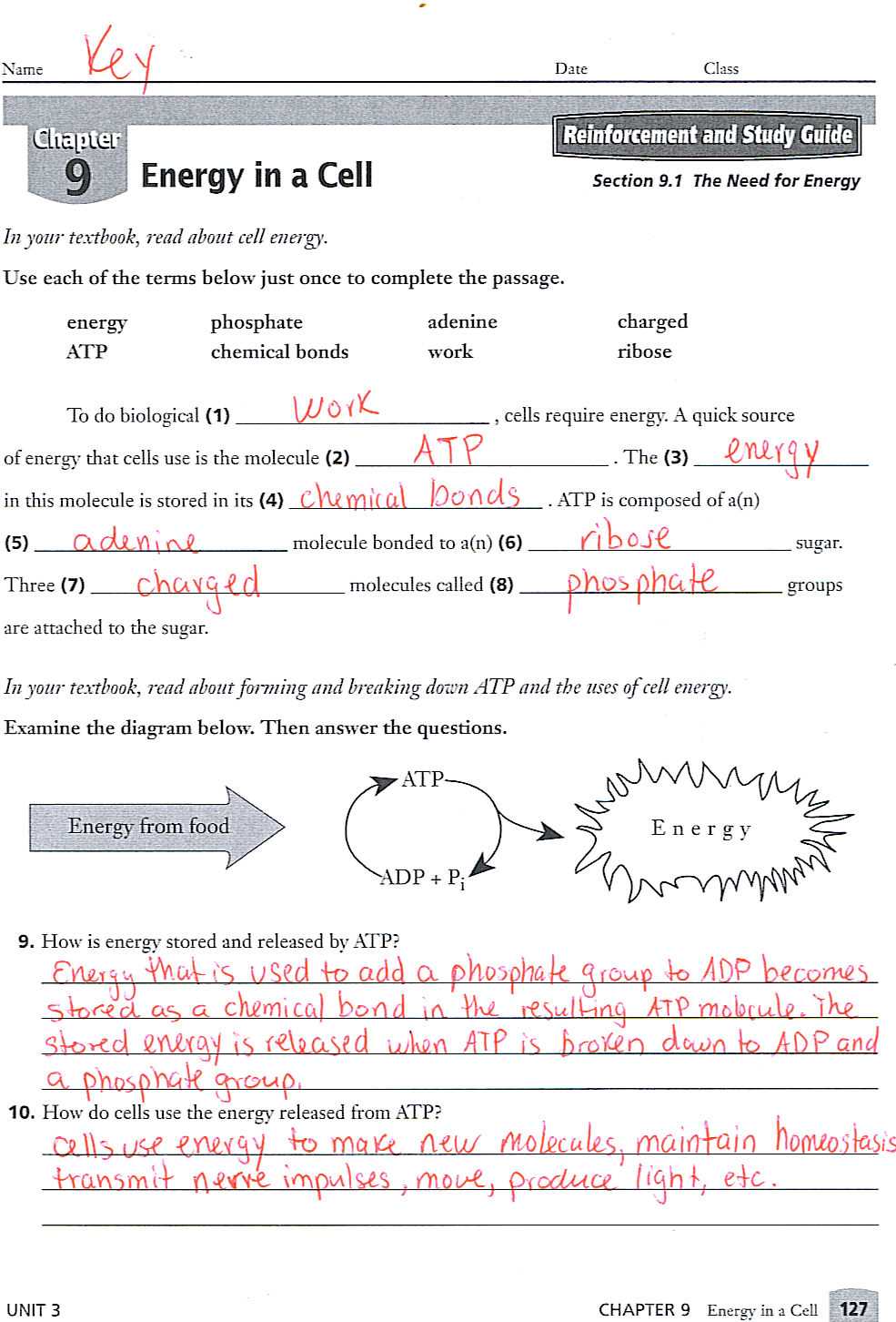 biology worksheet class 9