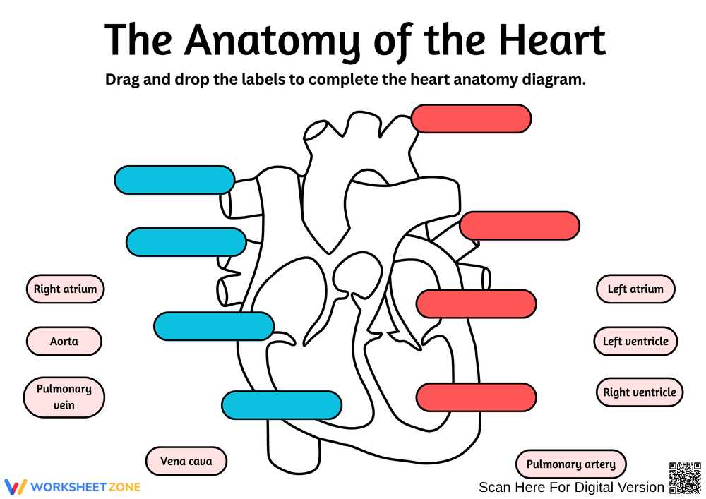 label the heart worksheet