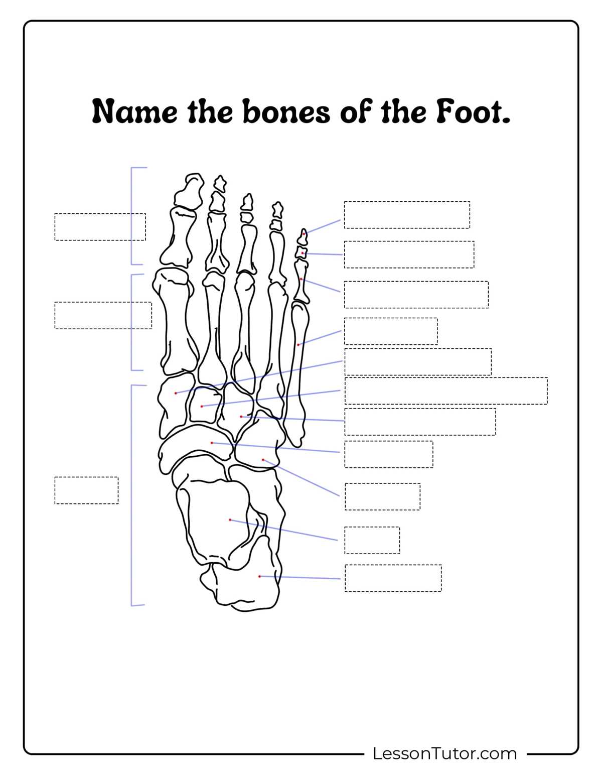 blank bone worksheets