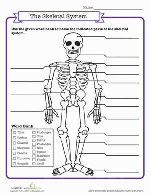 blank bone worksheets