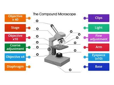 blank microscope diagram worksheet