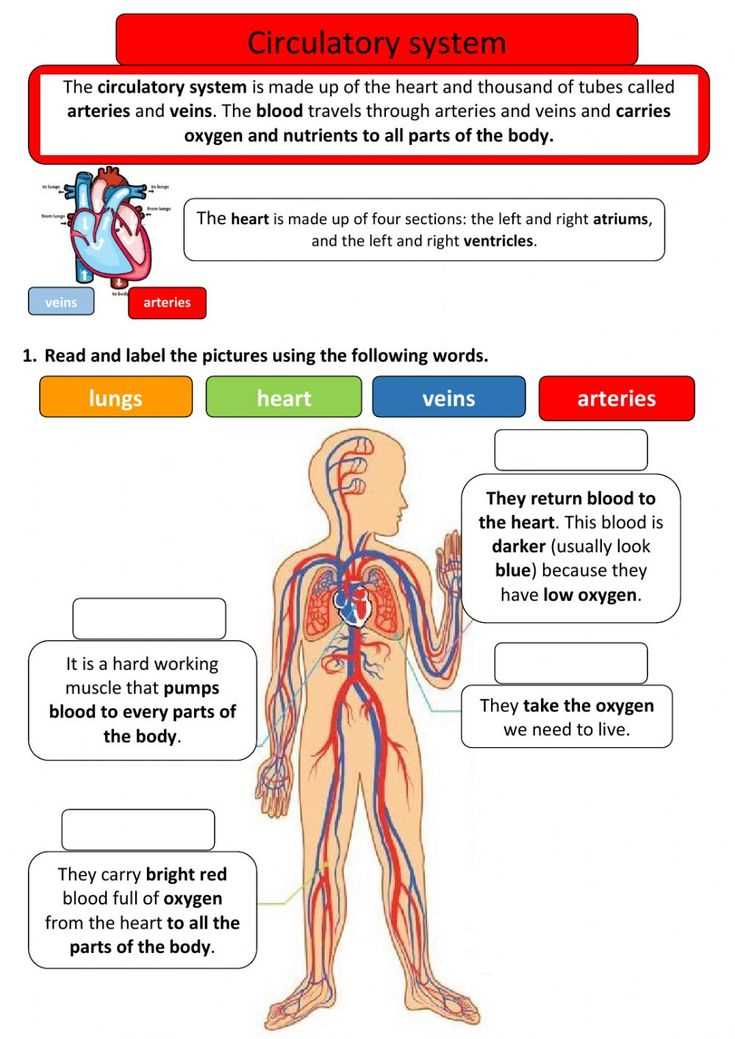 blood circulatory system worksheet