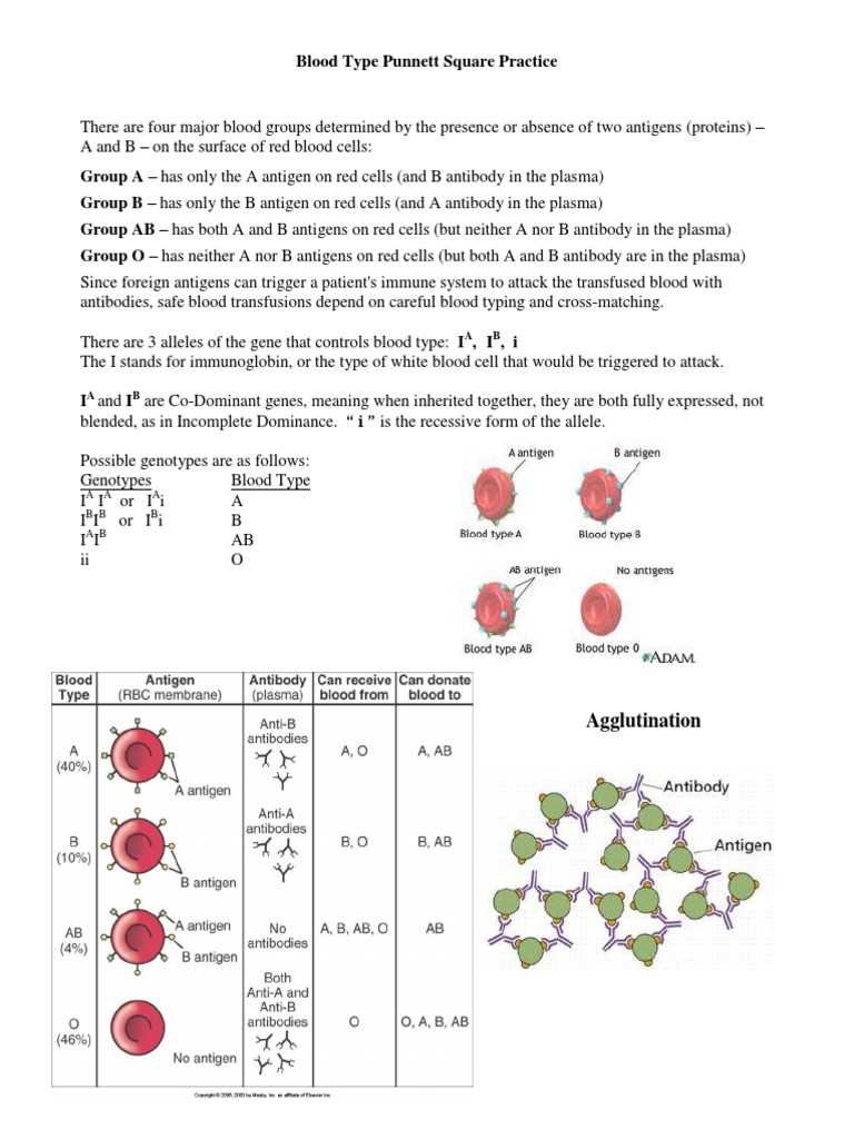 punett square worksheet