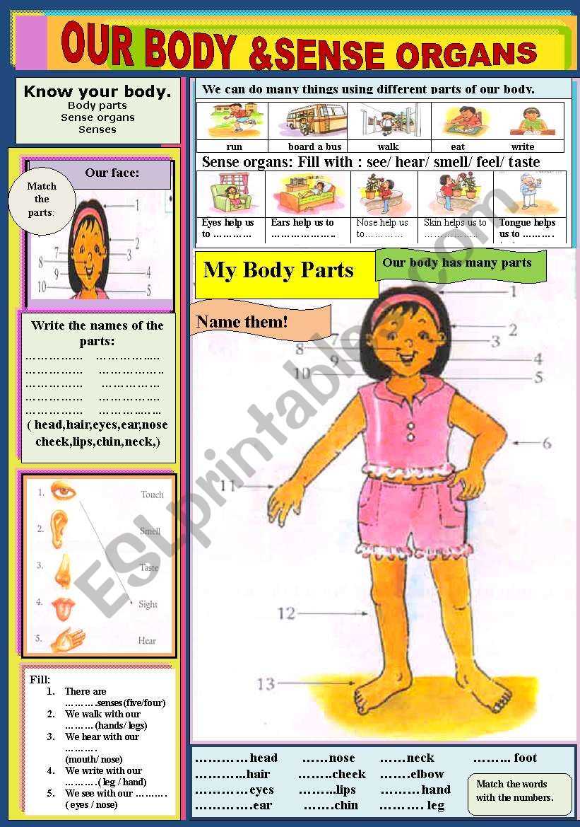 body parts and sense organs worksheet