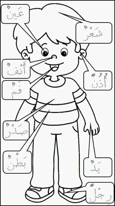 body parts in arabic worksheet