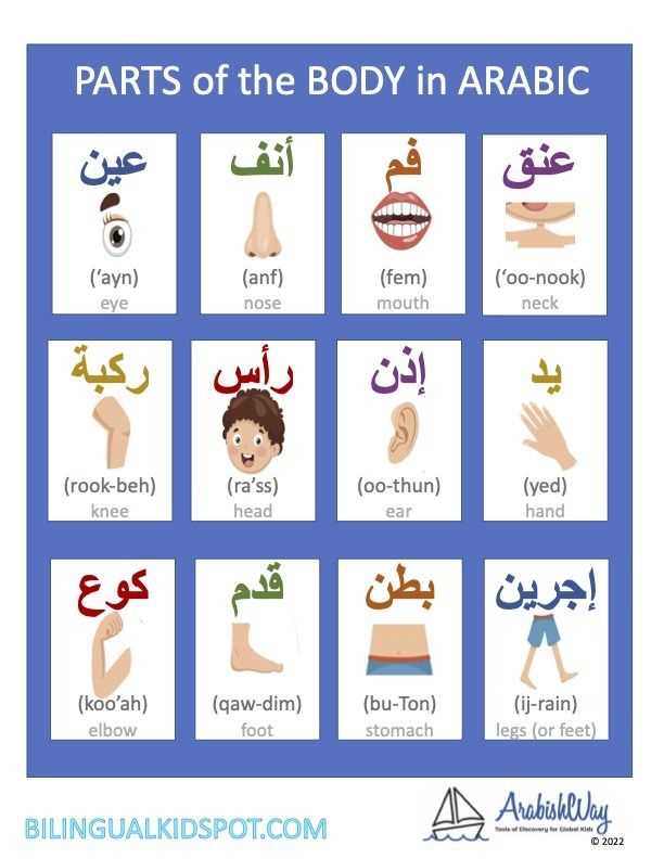 body parts in arabic worksheet